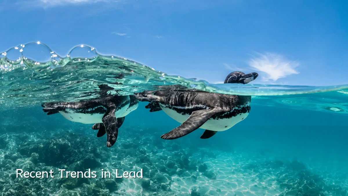 Recent Trends in Lead